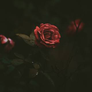 Red roses 4k wallpaper