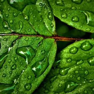 Green nature 4k wallpaper