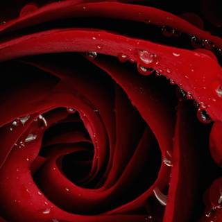 Red roses 4k wallpaper