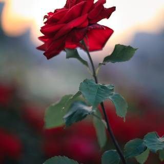 Red roses 4k wallpaper