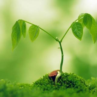 Green nature desktop wallpaper