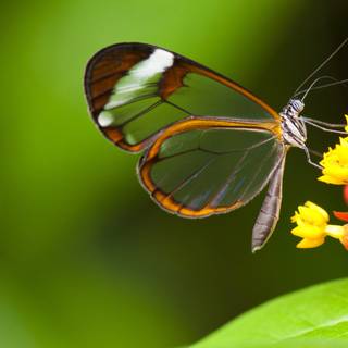 Green nature 4k wallpaper