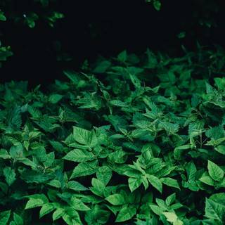 Green nature 4k wallpaper