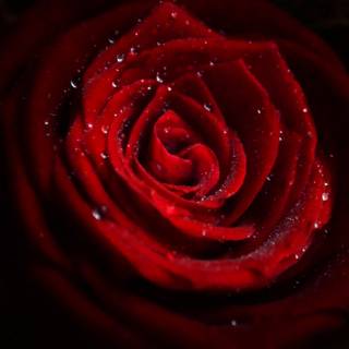 Red roses 4k wallpaper