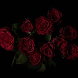 Red roses 4k wallpaper