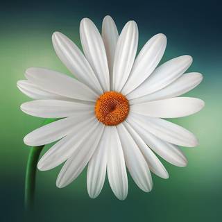 Green nature 4k wallpaper