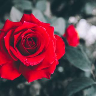 Red roses 4k wallpaper