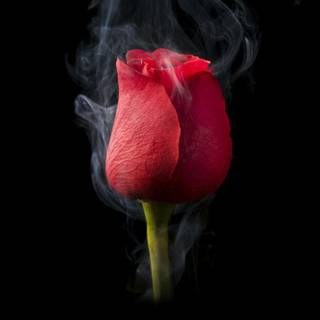 Red roses 4k wallpaper