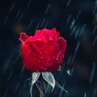 Red roses 4k wallpaper