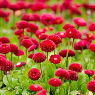 Red flowers spring wallpaper