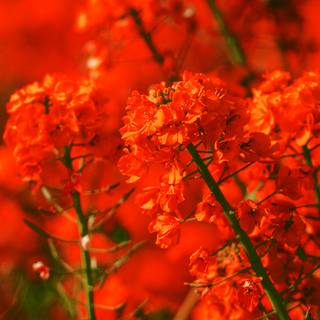 Red flowers spring wallpaper