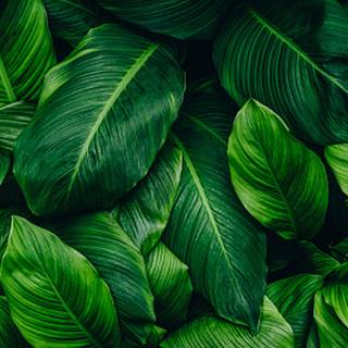 Peace lily wallpaper