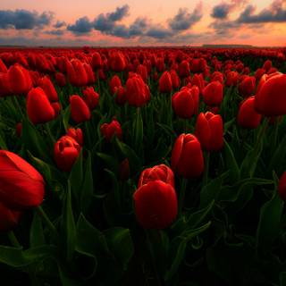 Red flowers spring wallpaper
