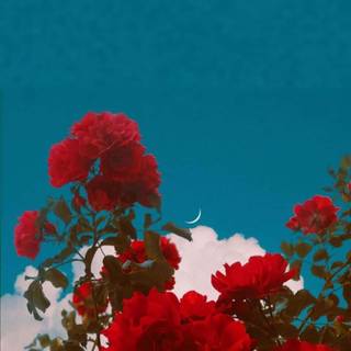 Red flowers spring wallpaper