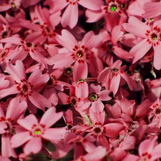 Red flowers spring wallpaper