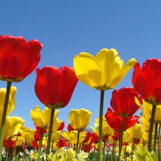 Red flowers spring wallpaper