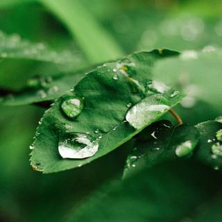 Green nature 4k wallpaper