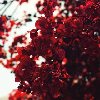 Red flowers spring wallpaper