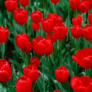 Red flowers spring wallpaper