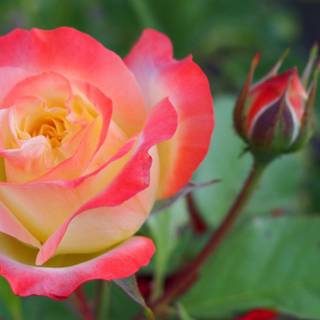 Red flowers spring wallpaper