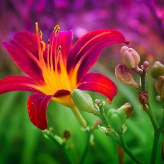 Red flowers spring wallpaper