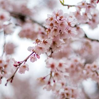 iPhone Cherry Blossom wallpaper