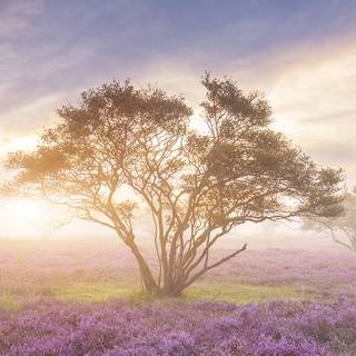 Spring landscape vertical wallpaper