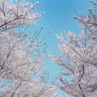 Spring ultra wide wallpaper