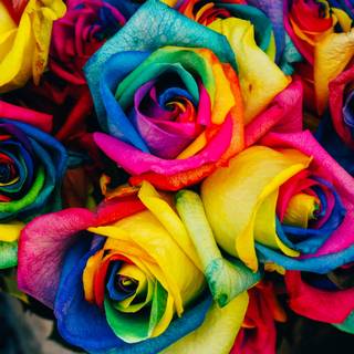 Flower colors wallpaper