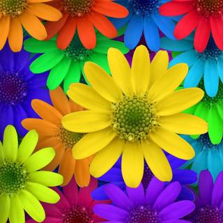 Flower colors wallpaper