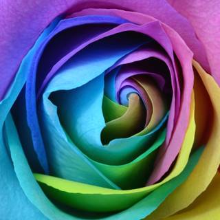Flower colors wallpaper