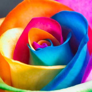 Flower colors wallpaper