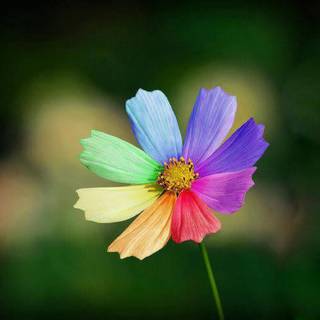 Flower colors wallpaper