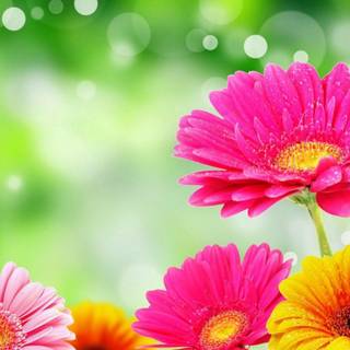 Flower colors wallpaper