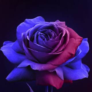 Flower colors wallpaper