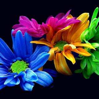 Flower colors wallpaper