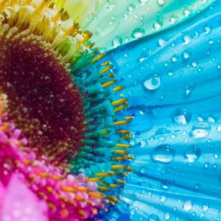 Flower colors wallpaper