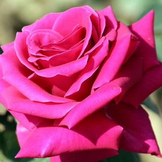 Flower colors wallpaper