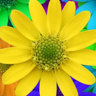 Flower colors wallpaper