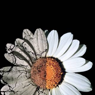 4k Memento Mori phone wallpaper