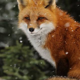 Cute animals iPhone HD 4k wallpaper