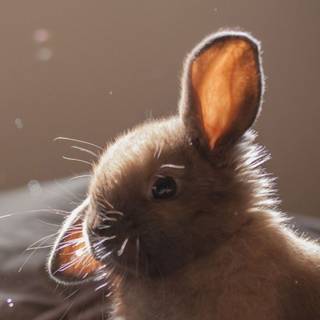 Cute animals iPhone HD 4k wallpaper