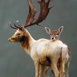 Cute animals iPhone HD 4k wallpaper