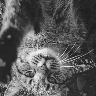 Cute animals iPhone HD 4k wallpaper