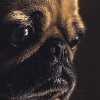 Cute animals iPhone HD 4k wallpaper