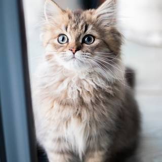 Cute animals iPhone HD 4k wallpaper