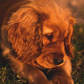 Cute animals iPhone HD 4k wallpaper