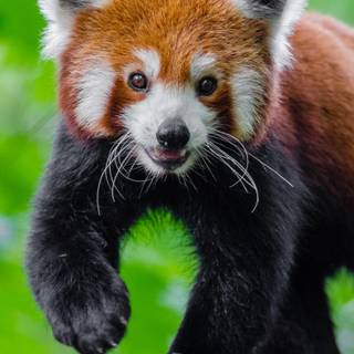 Cute animals iPhone HD 4k wallpaper