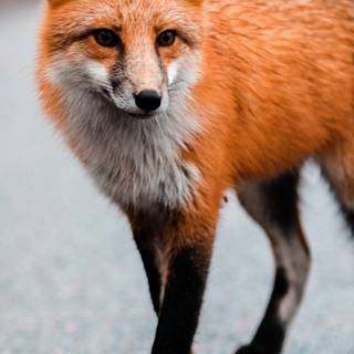 Cute animals iPhone HD 4k wallpaper