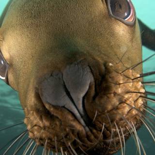 Cute animals iPhone HD 4k wallpaper